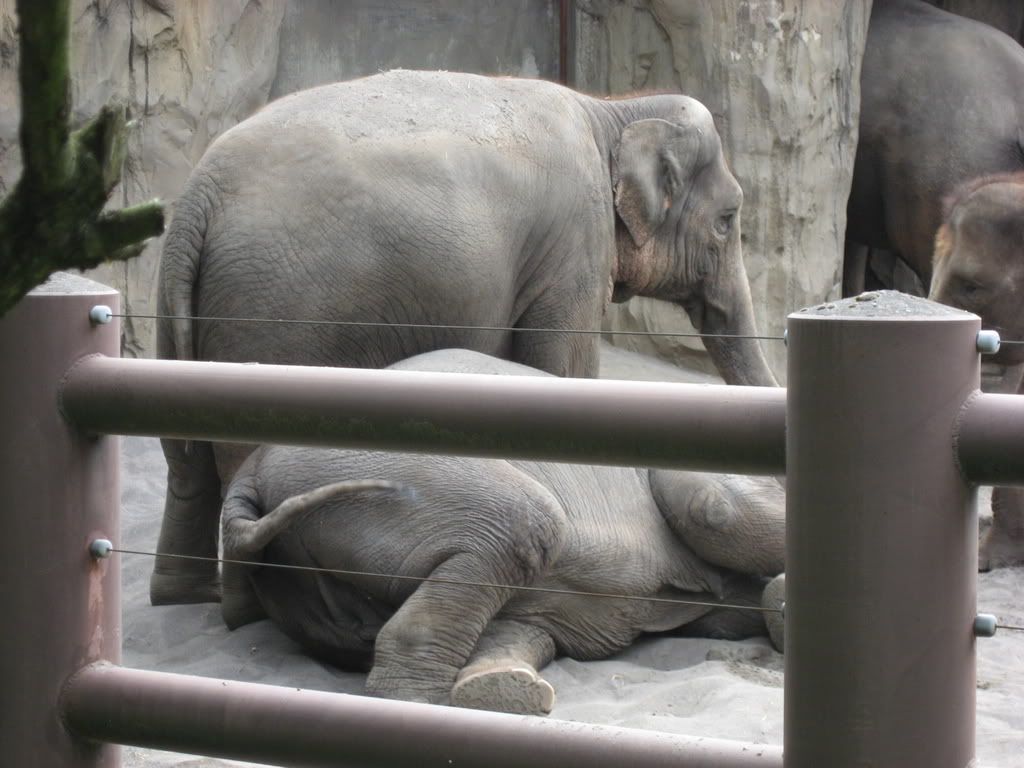 IMG_1537.jpg Rose and Chendra watch over Shine as she naps image by billie1953_photos