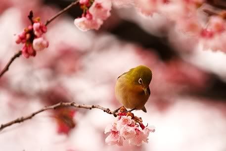bird in spring photo: Blossom Bird BlossomBird.jpg