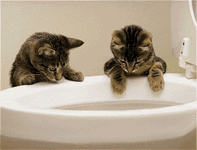 Kitty Flush Pictures, Images and Photos