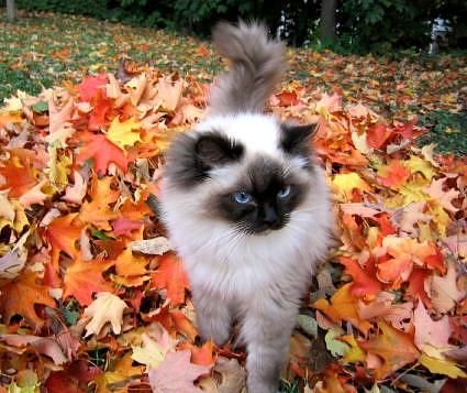 cats,fall,eyes,blue,autumn,leaves,pets