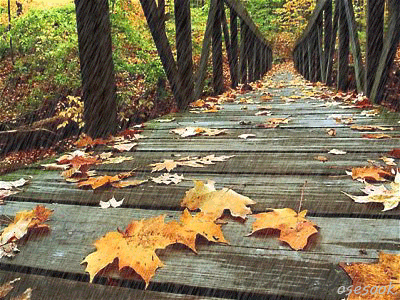 Autumn Rain Pictures, Images and Photos