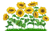 Sunflower Animated photo: Sunflower Shake SunflowerShake.gif