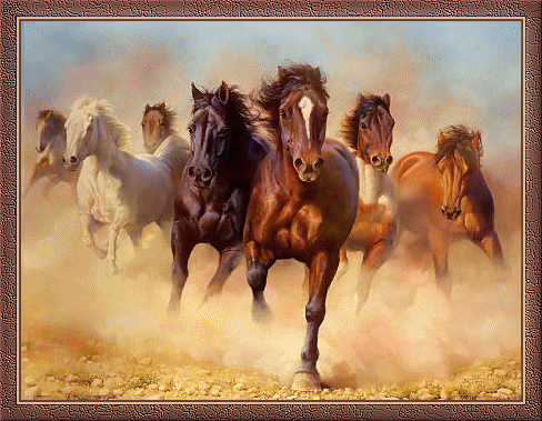 Wild Horses Pictures, Images and Photos