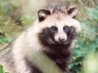 RaccoonDog.jpg raccoon dog image by mint2567