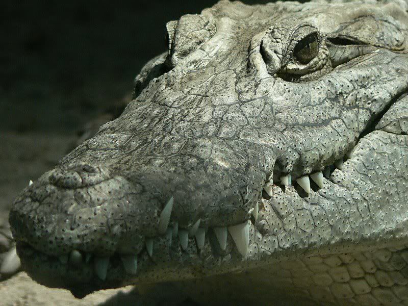 nile crocodile photo: nile crocidile NileCroc.jpg