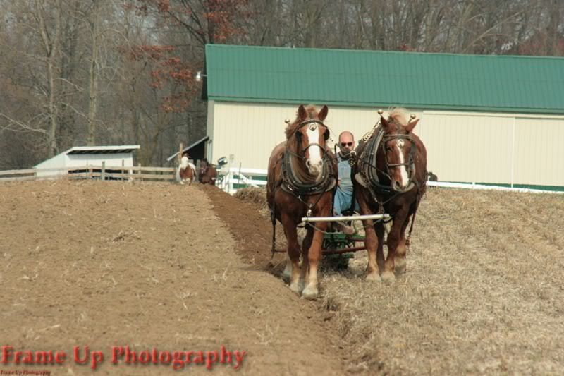 DottieQueenPlowing004.jpg