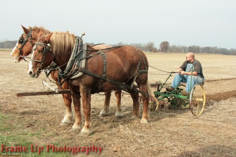 DottieQueenPlowing012.jpg