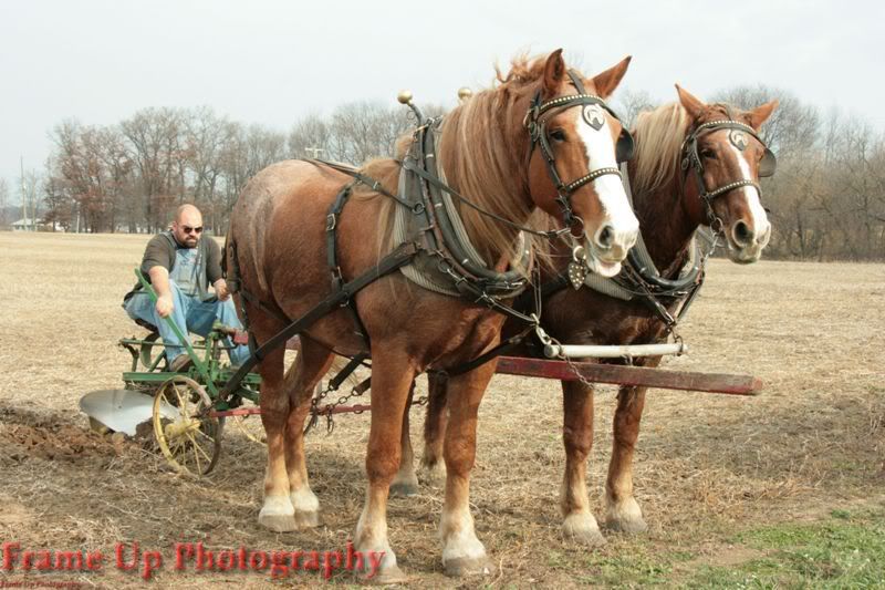 DottieQueenPlowing048.jpg