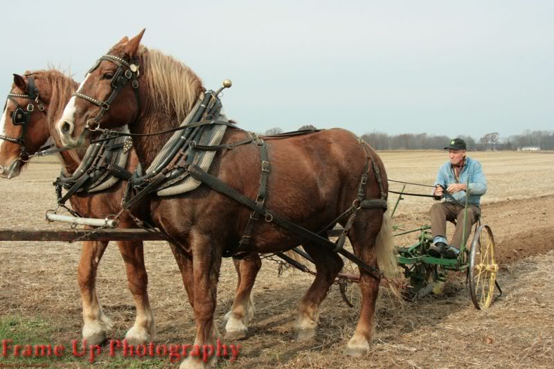 DottieQueenPlowing052.jpg