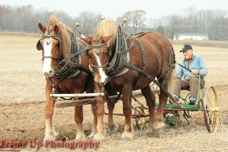 DottieQueenPlowing062.jpg