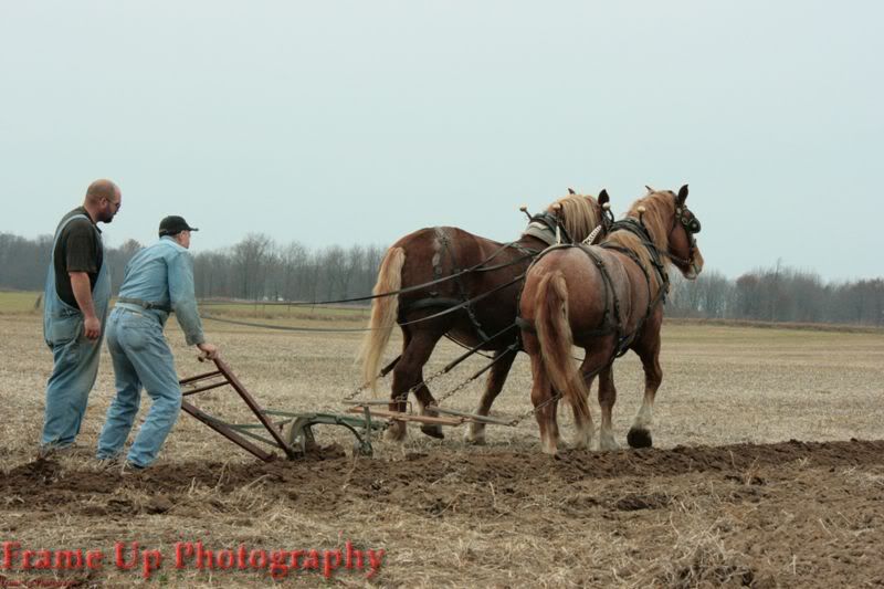 DottieQueenWalkingPlow005.jpg