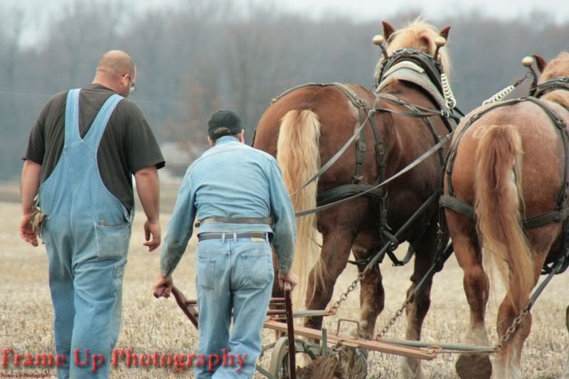 DottieQueenWalkingPlow018.jpg