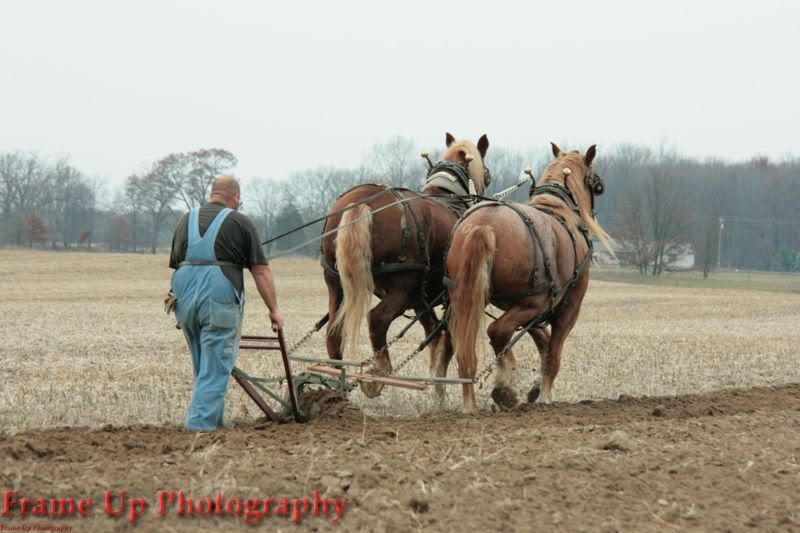 DottieQueenWalkingPlow033.jpg