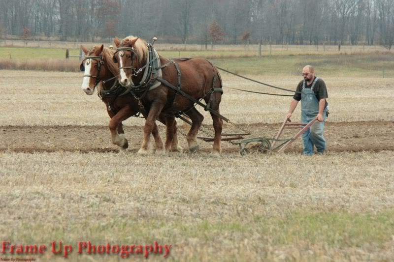 DottieQueenWalkingPlow047.jpg