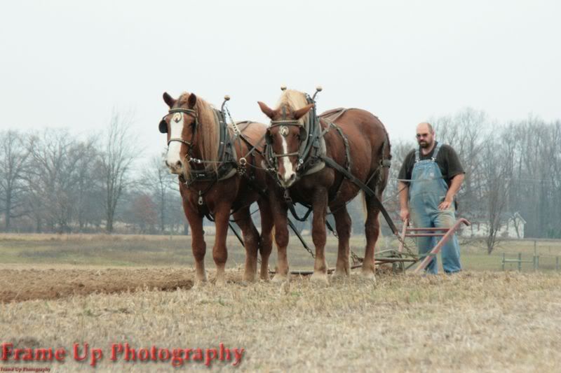 DottieQueenWalkingPlow056.jpg