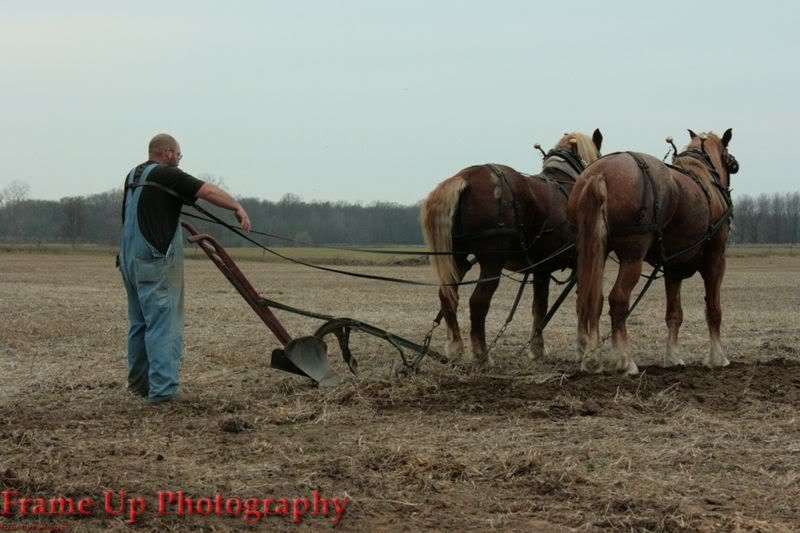 DottieQueenWalkingPlow078.jpg