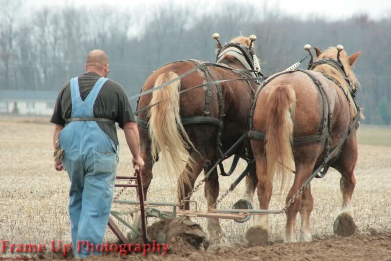 DottieQueenWalkingPlow085.jpg