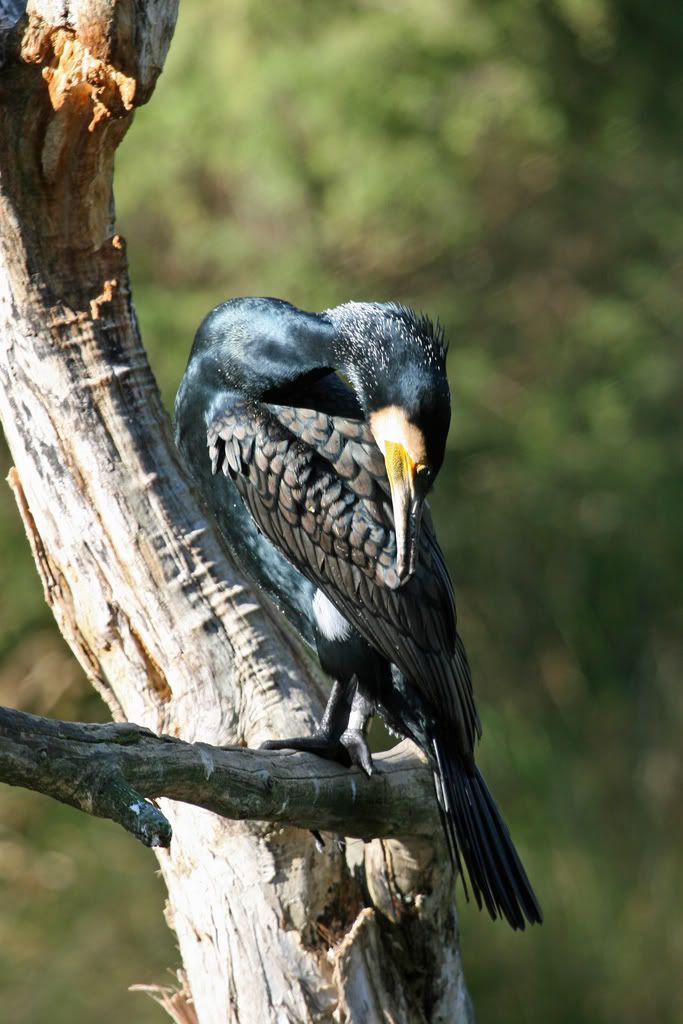 IMAGE: http://i201.photobucket.com/albums/aa128/bobthefish_album/IMG_0603_edited-1.jpg