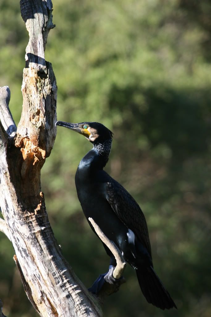 IMAGE: http://i201.photobucket.com/albums/aa128/bobthefish_album/IMG_0652_edited-2.jpg