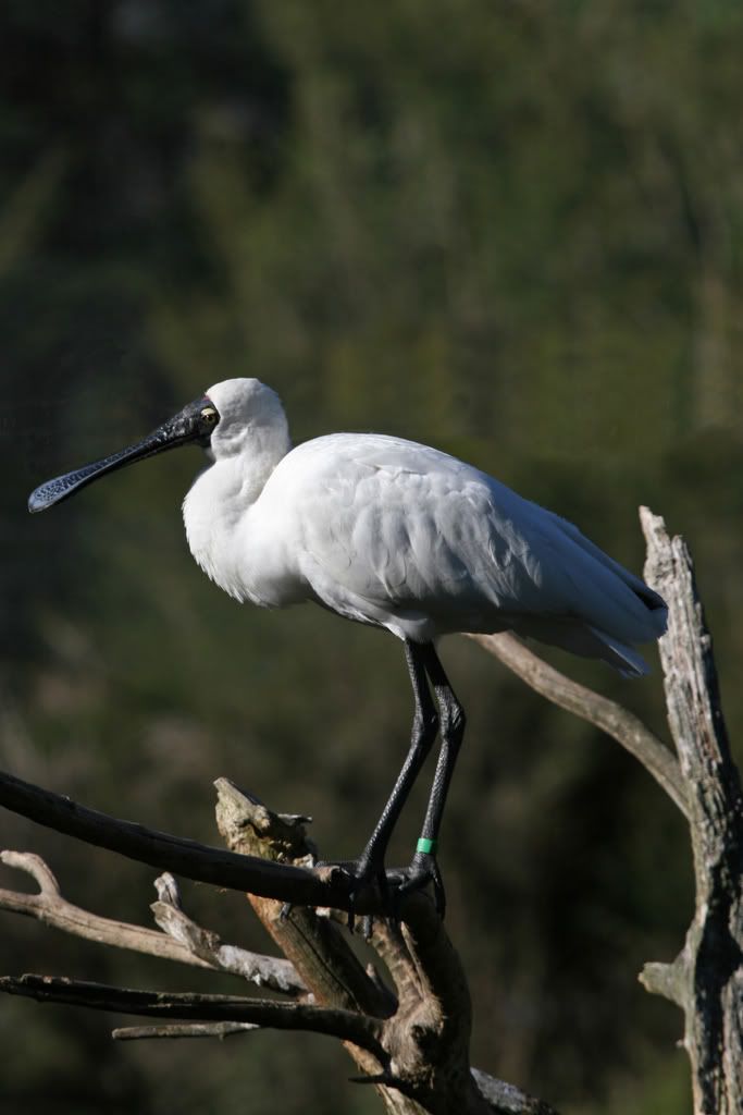 IMAGE: http://i201.photobucket.com/albums/aa128/bobthefish_album/IMG_0654_edited-1-1.jpg