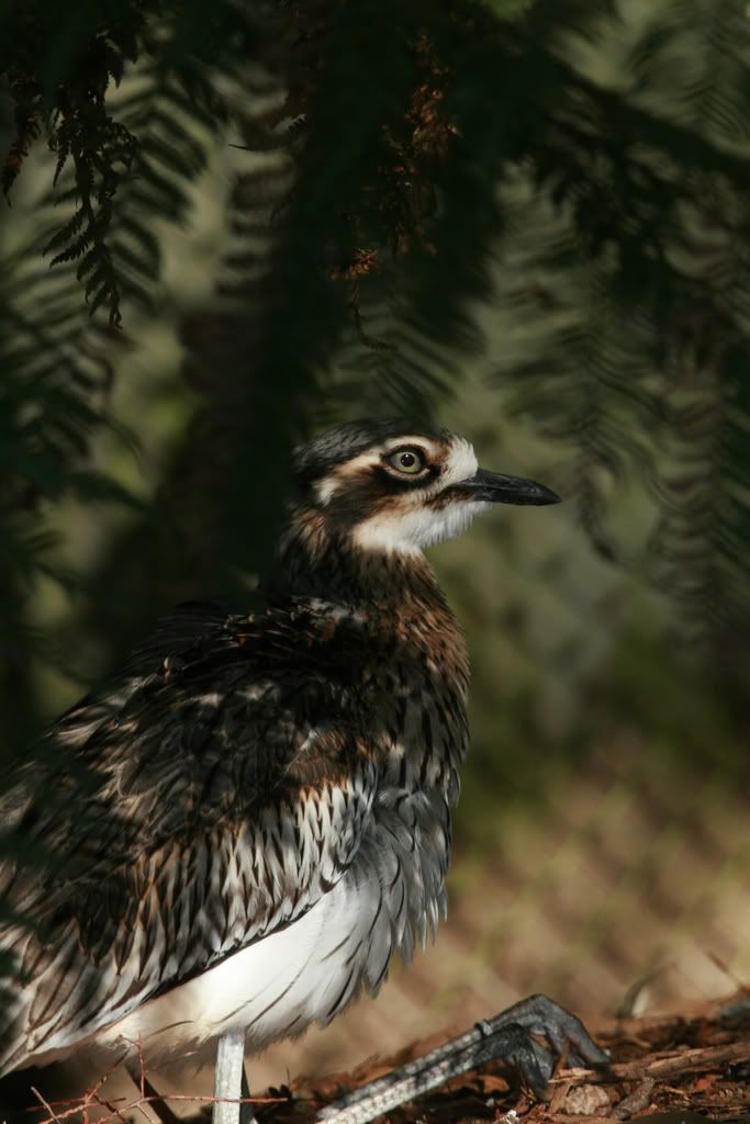 IMAGE: http://i201.photobucket.com/albums/aa128/bobthefish_album/IMG_0778_edited-1.jpg