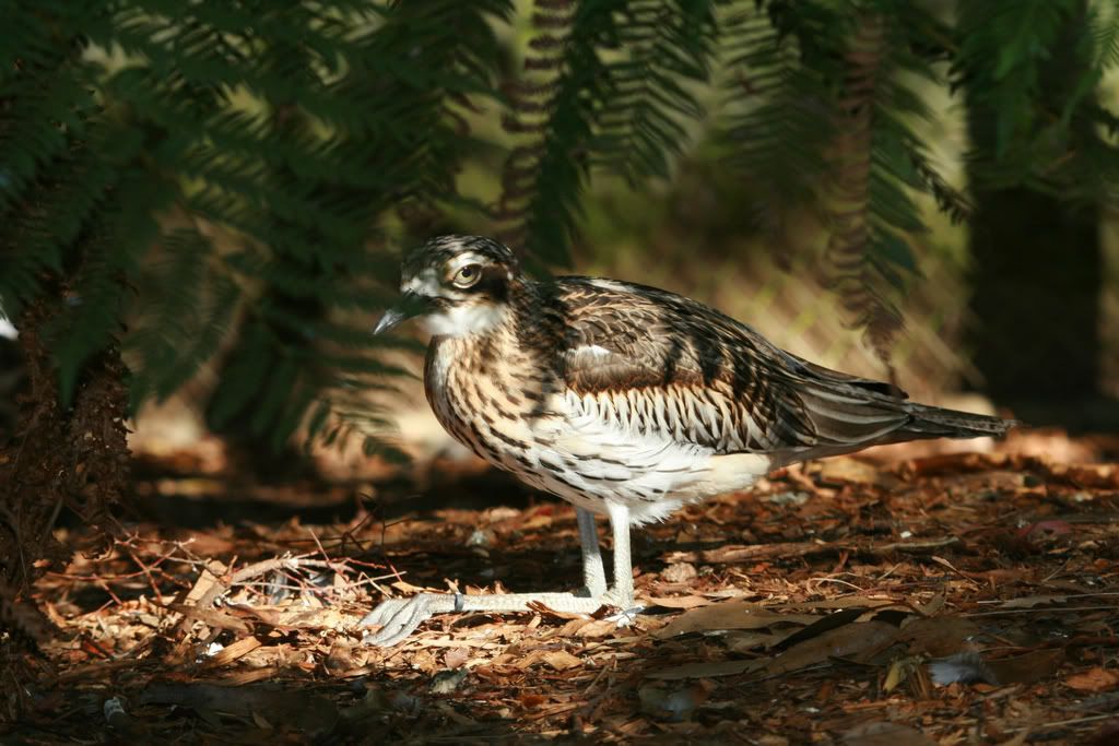 IMAGE: http://i201.photobucket.com/albums/aa128/bobthefish_album/IMG_0784_edited-1.jpg