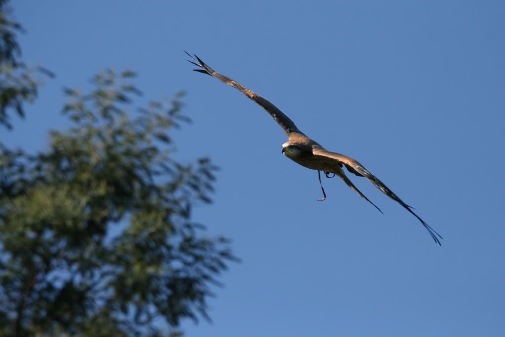 IMAGE: http://i201.photobucket.com/albums/aa128/bobthefish_album/IMG_0883_edited-2.jpg