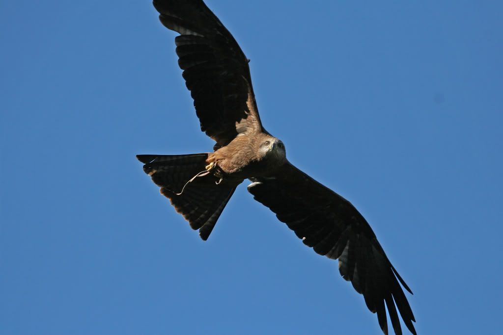 IMAGE: http://i201.photobucket.com/albums/aa128/bobthefish_album/IMG_0885_edited-1.jpg