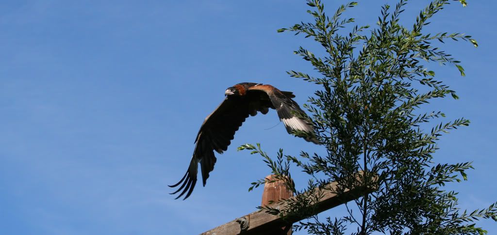 IMAGE: http://i201.photobucket.com/albums/aa128/bobthefish_album/IMG_0996_edited-1.jpg