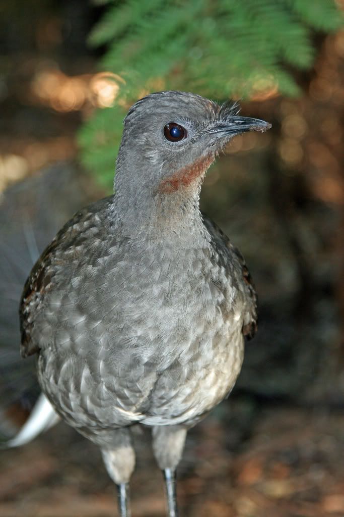 IMAGE: http://i201.photobucket.com/albums/aa128/bobthefish_album/IMG_6346_edited-1.jpg