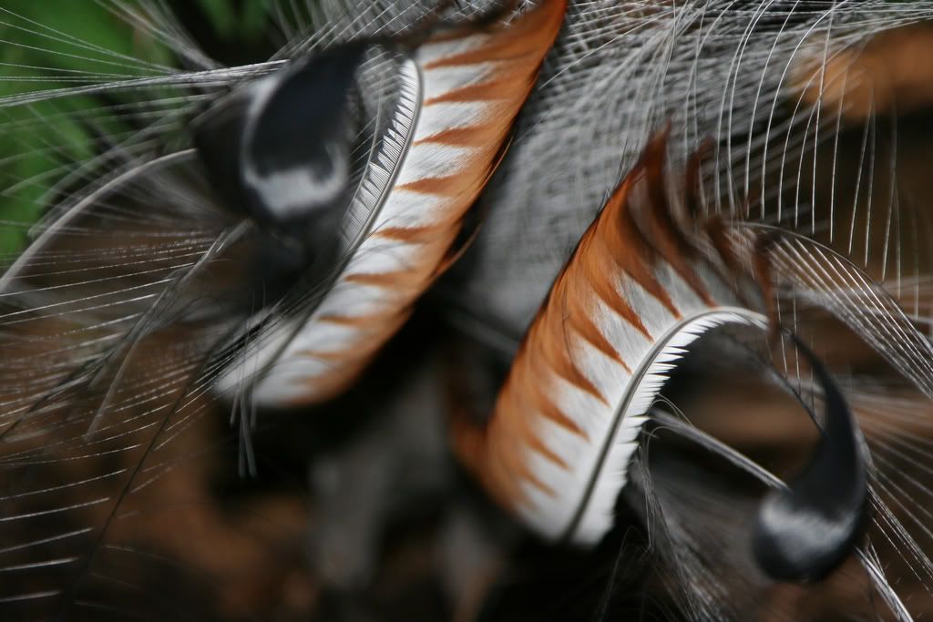 IMAGE: http://i201.photobucket.com/albums/aa128/bobthefish_album/IMG_6373_edited-1.jpg