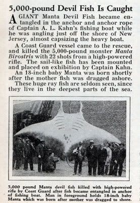 Manta Gigante