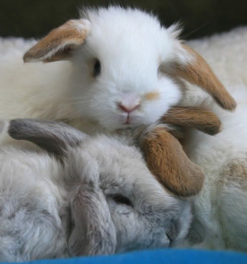 conejo peludo