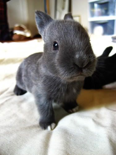 conejo peludo