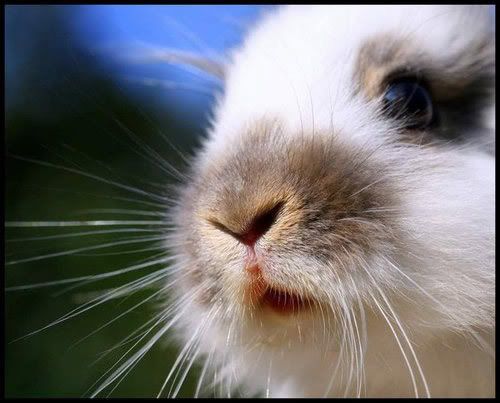 conejo peludo