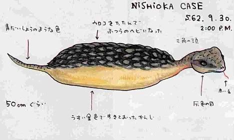 Tsuchinoko