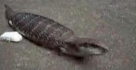 Tsuchinoko
