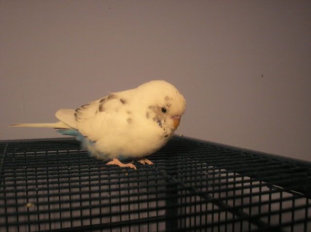 Fluffy Budgie