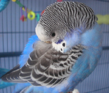 budgieofthemoth1.png