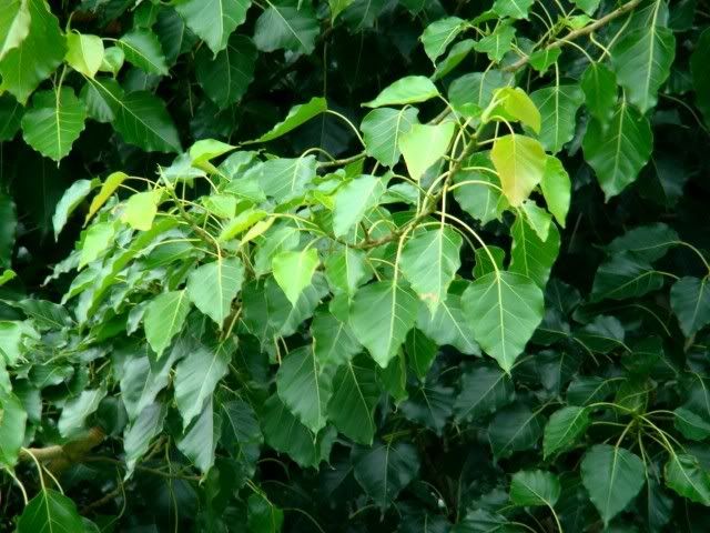 Ficus Rumphii
