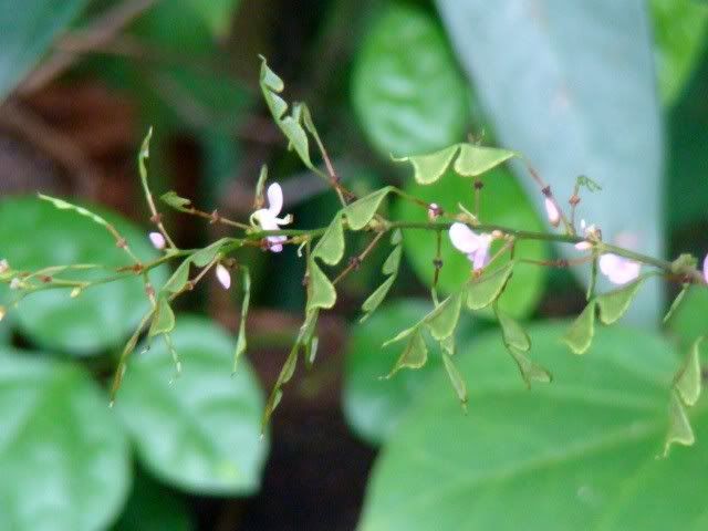 侧序长柄山蚂蝗 hylodesmum laterale 蝶形花科(草本)