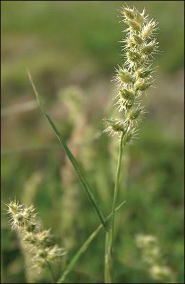 sandbur.jpg