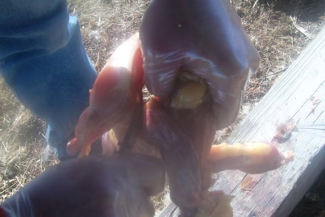 http://i201.photobucket.com/albums/aa154/jareds44m/DSCI0309.jpg