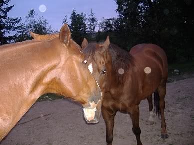 paint, tennessee,quarter,horse