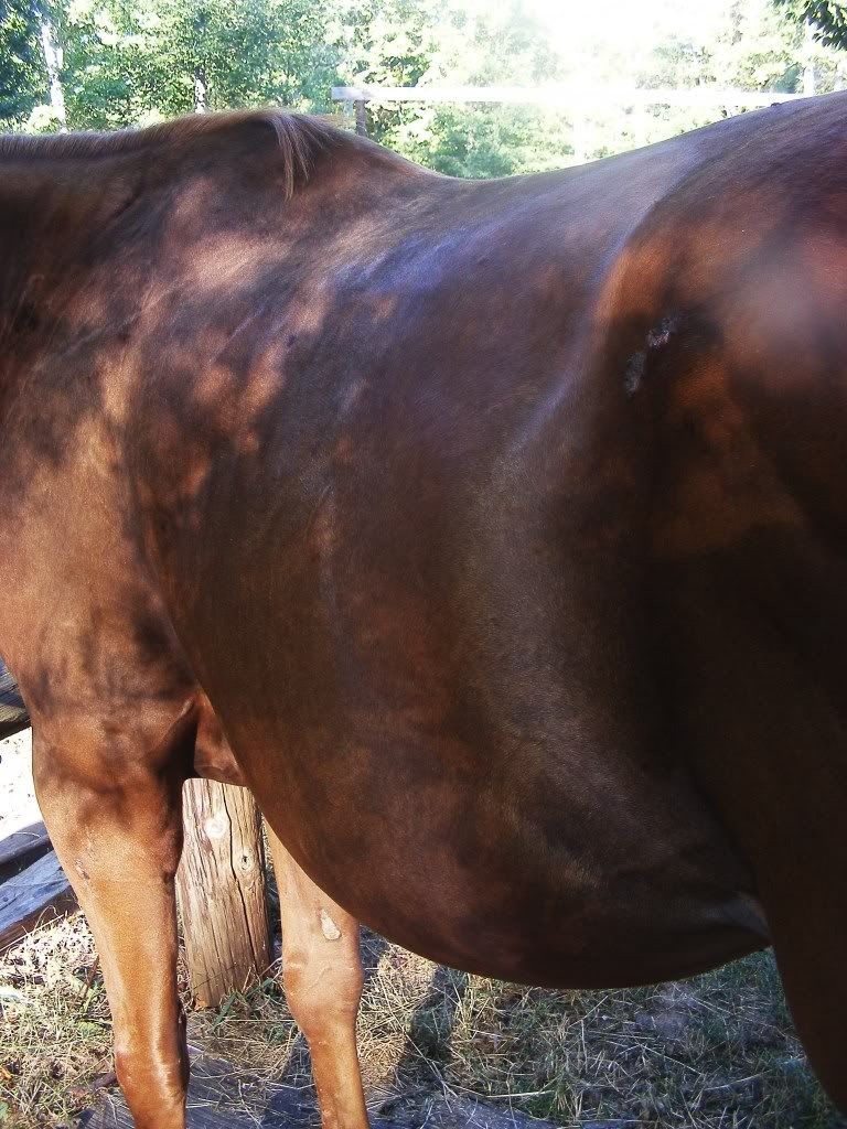 Horse Won't Gain Weight Horse Health HorseCity Forums