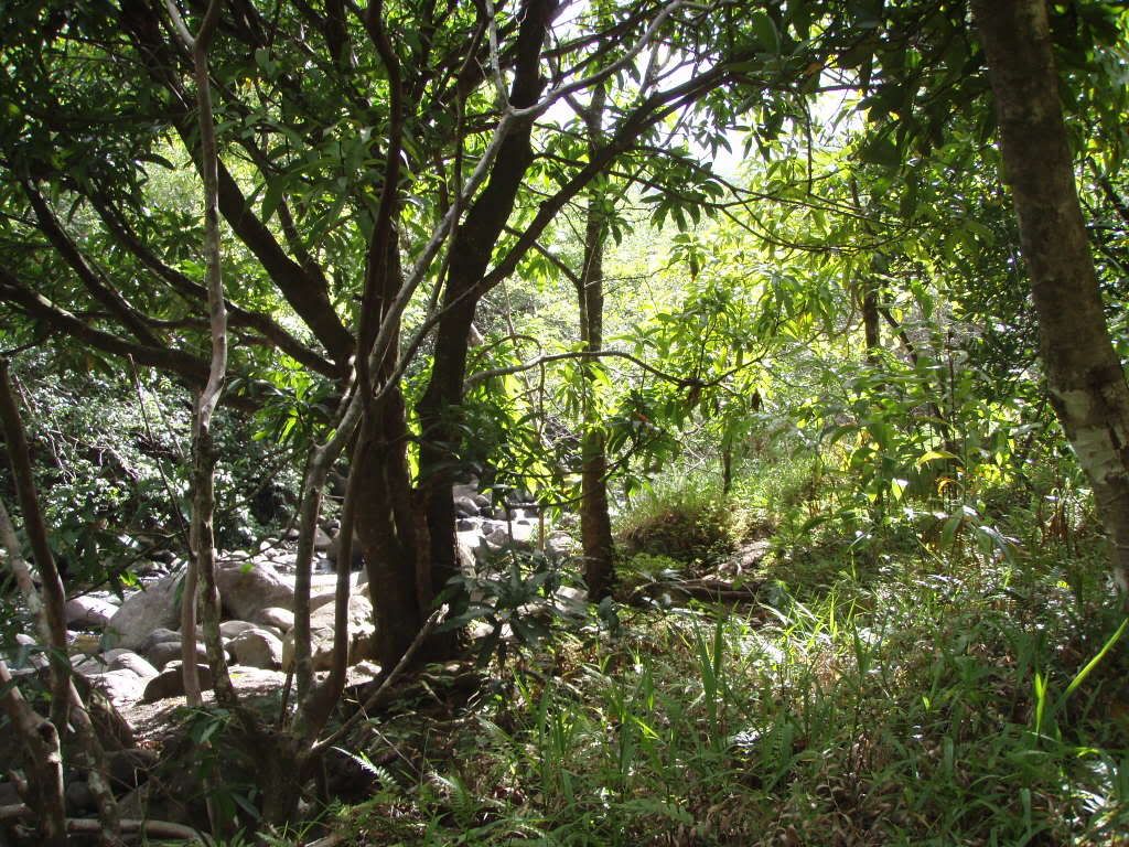 Jungle Iao Valley