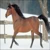 horse Pictures, Images and Photos