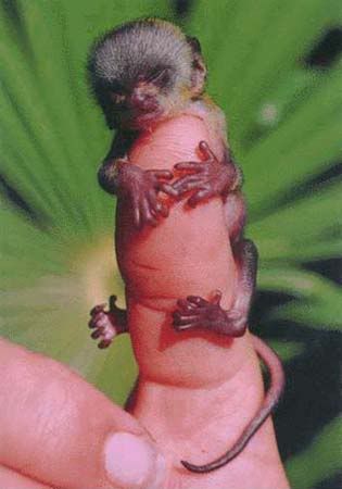  photo tinymonkey.jpg