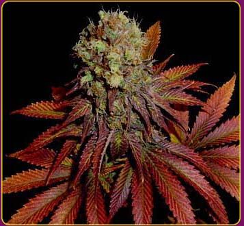 Red weed Pictures, Images and Photos