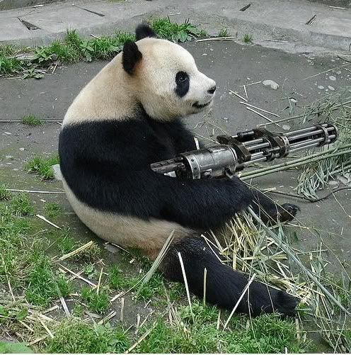 pandas-need-guns.jpg